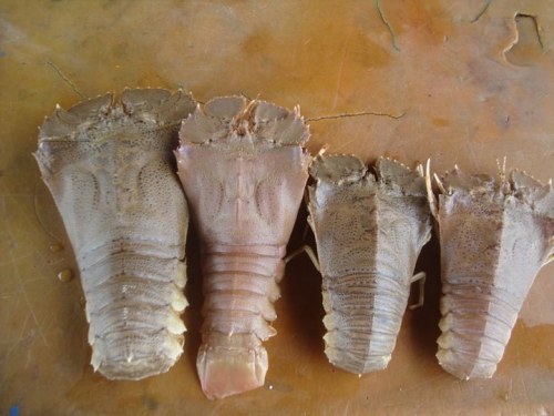 Tôm mủ ni