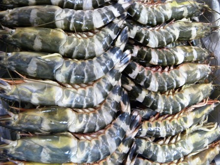 Tôm sắt