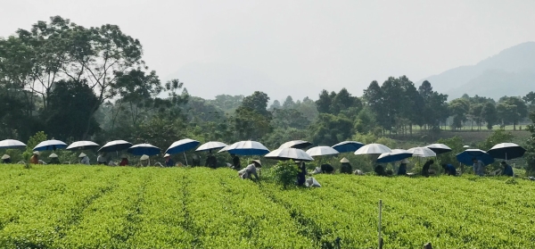 Thu hái chè