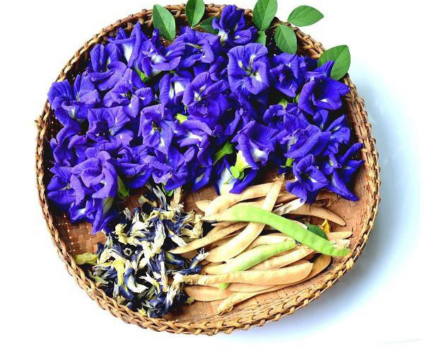 Trà hoa đậu biếc