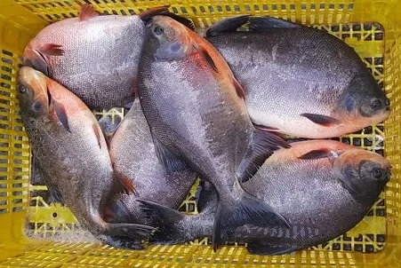 Cá chim (Red Pomfret) nguyên con làm sạch