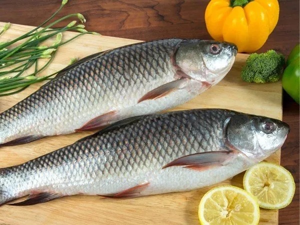 Cá trôi (Rohu) đông lạnh nguyên con/nguyên con làm sạch/cắt khúc/fillet