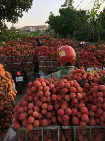 Vải thiều