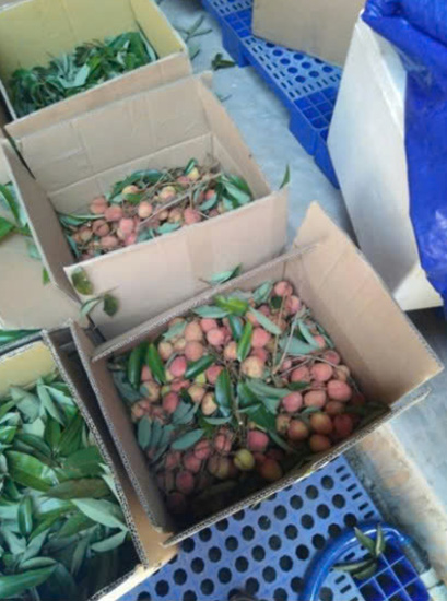 Vải thiều