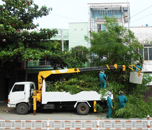 Dịch vụ trồng cây