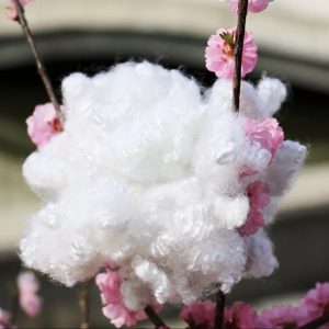 Xơ polyester