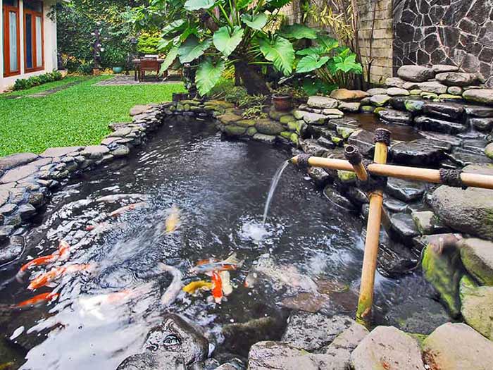 Thiết kế thi công hồ cá koi