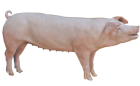 Heo giống EXPOR L