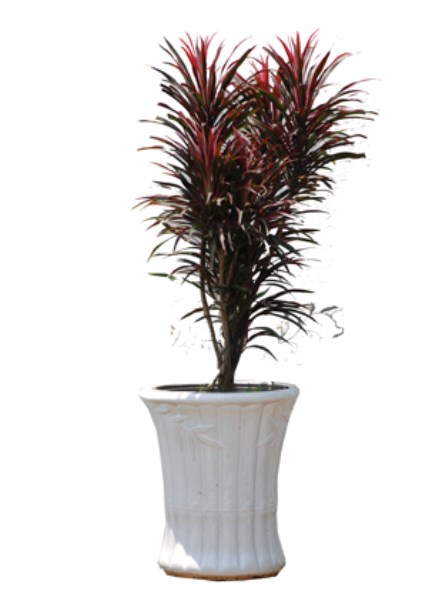 Mua bán, trao đổi cây cảnh