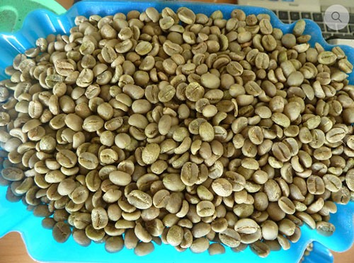 Nhân sống Arabica