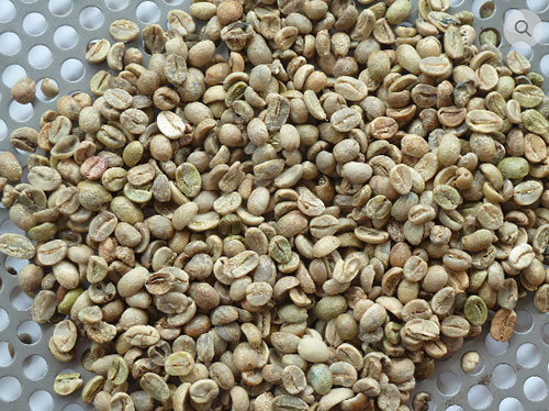 Cà phê Arabica nhân sống