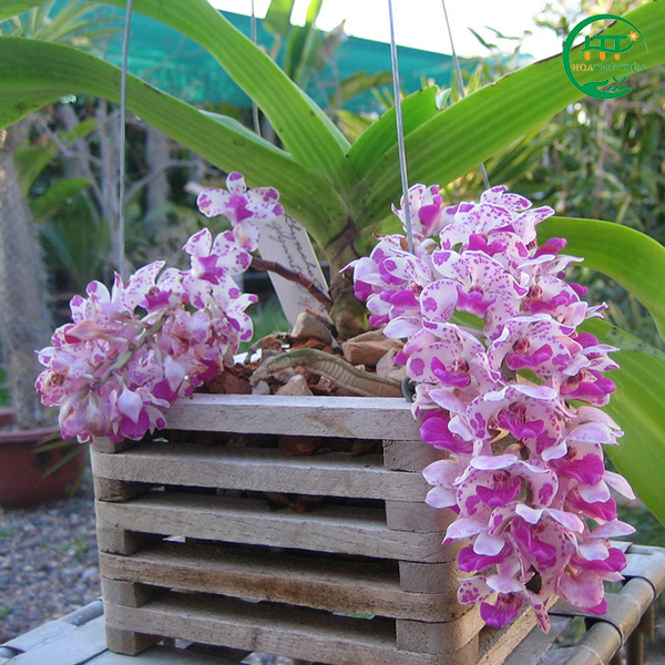 Bàn ghế ban công