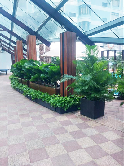 Bán và cho thuê cây nội thất