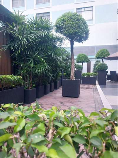 Bán và cho thuê cây nội thất