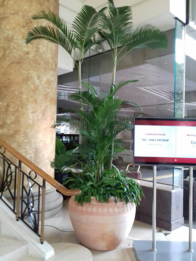 Bán và cho thuê cây nội thất