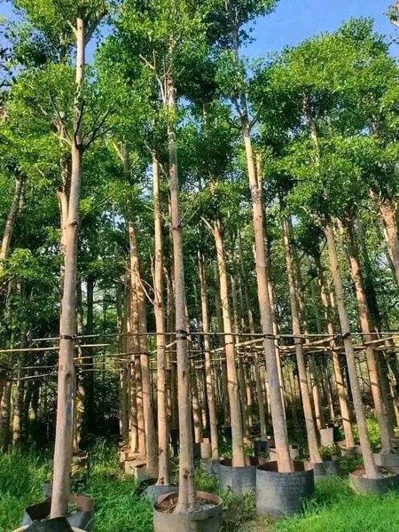Bàng Đài Loan