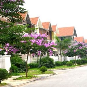 Bằng lăng