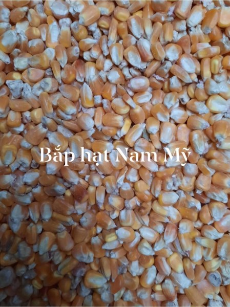 Bắp hạt Nam Mỹ