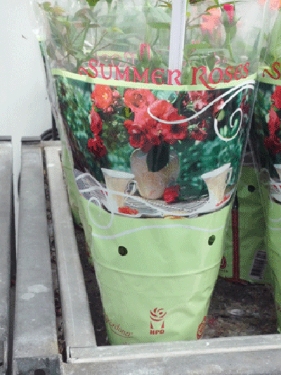 Bao bì hoa chậu
