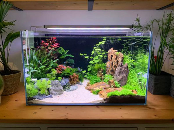 Bể cá gia đình