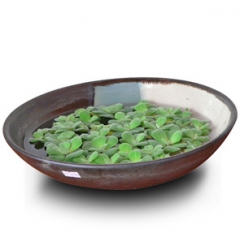 Bèo hoa dâu