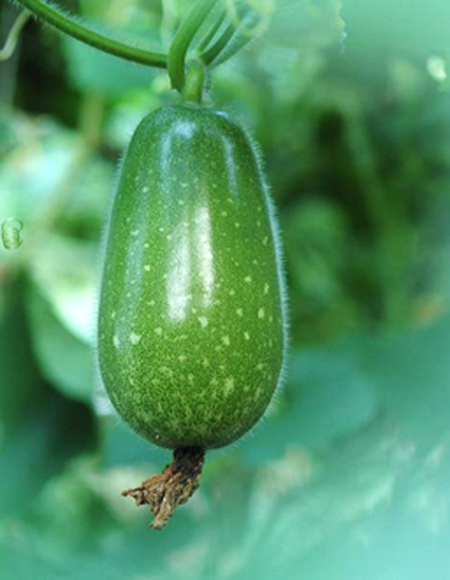Hương bí đao