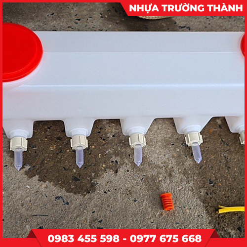 Bình hú heo con