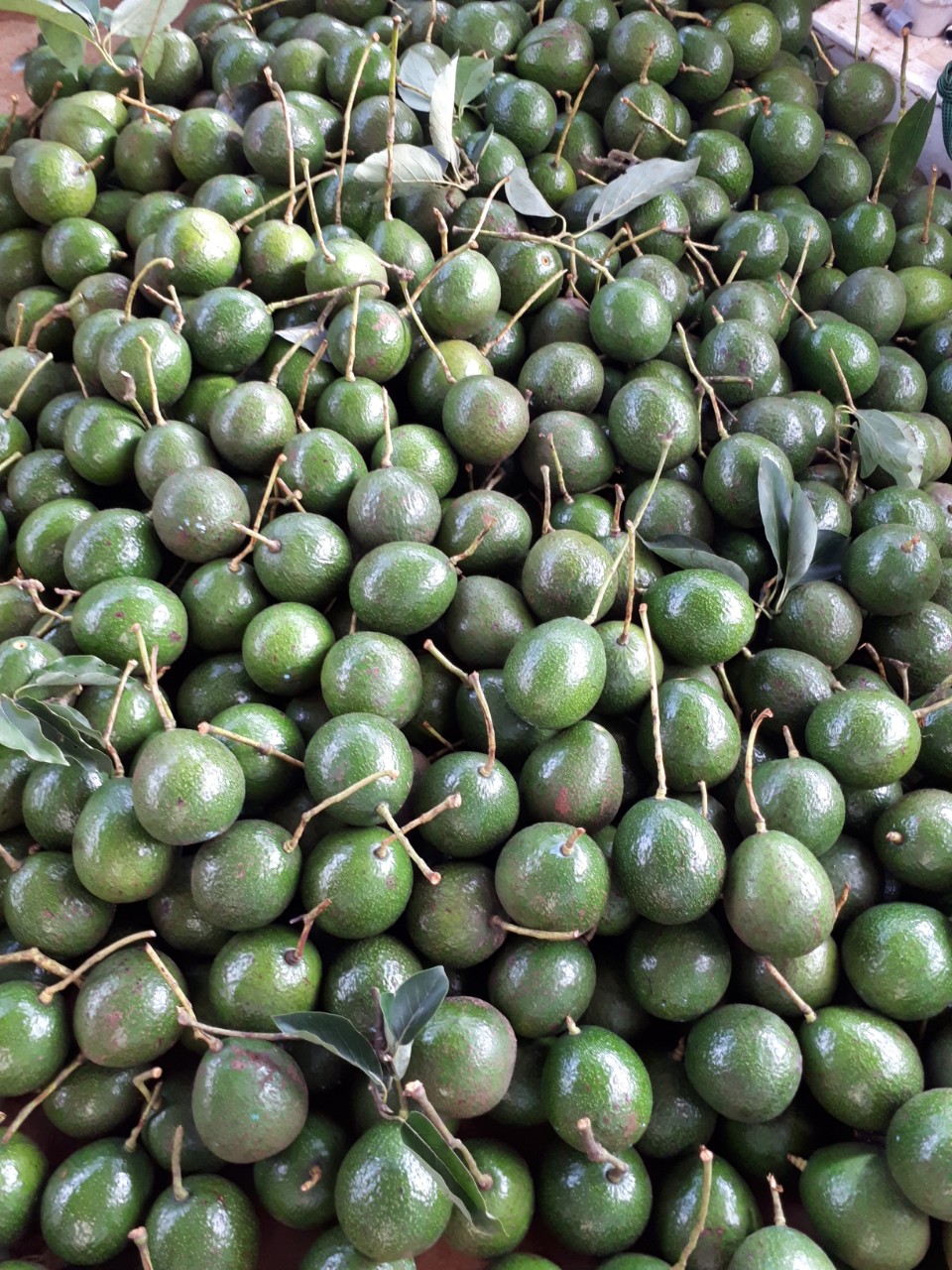 Băng keo giấy da bò