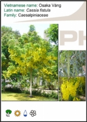 Bọ cạp nước