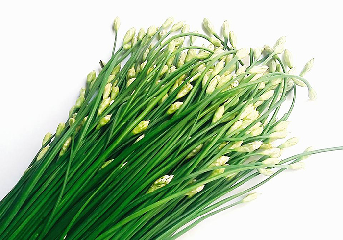 Bông hẹ