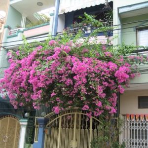 Bông giấy