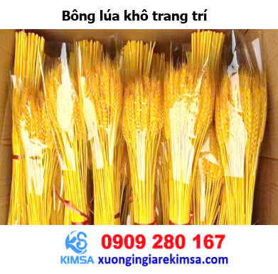 Bông lúa khô trang trí