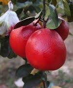 Bưởi đỏ luận văn