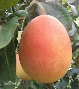 Cây bưởi giống