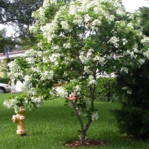 Bướm bạc