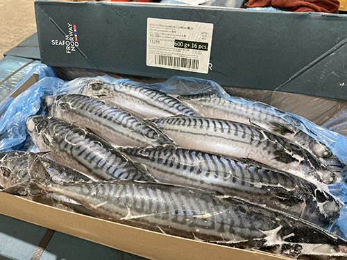 Cá Saba Nauy Jumbo