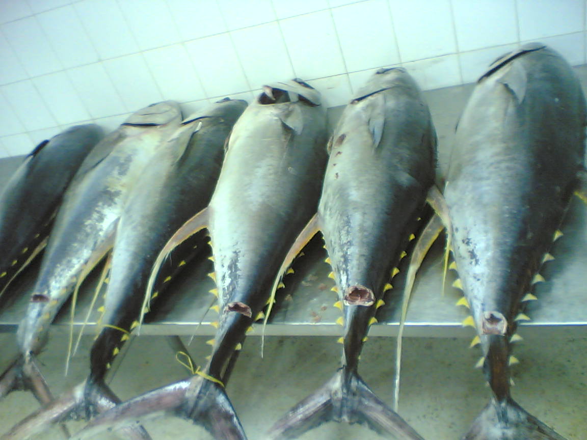 Cá ngừ