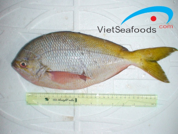 Cá trầm bì
