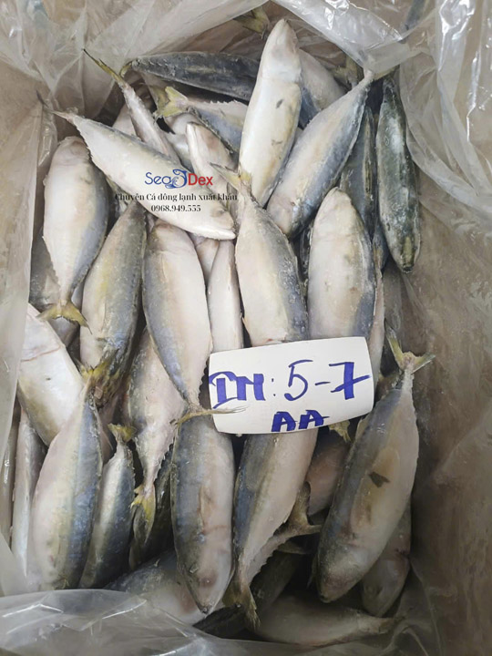 Cá bạc má