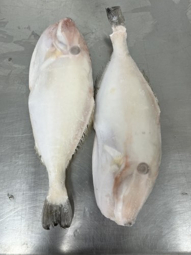 Cá Bò đông IQF