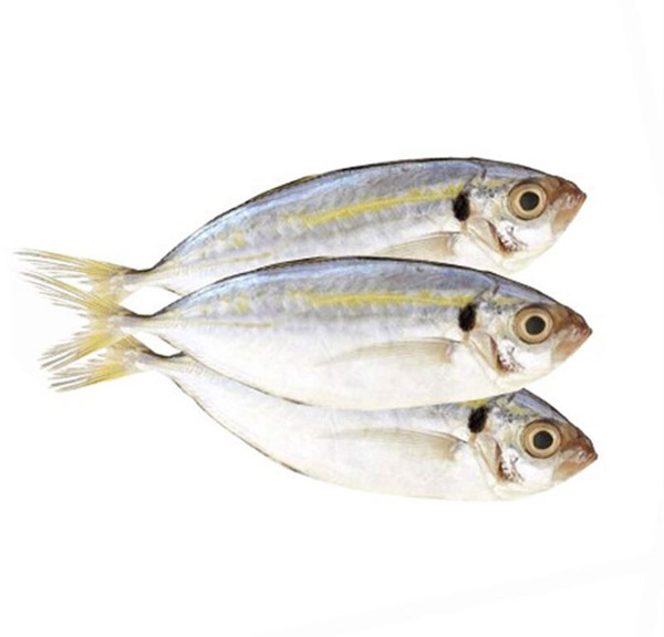 Cá ngân