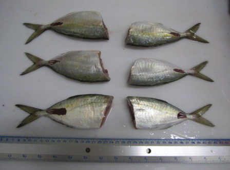 Cá nục