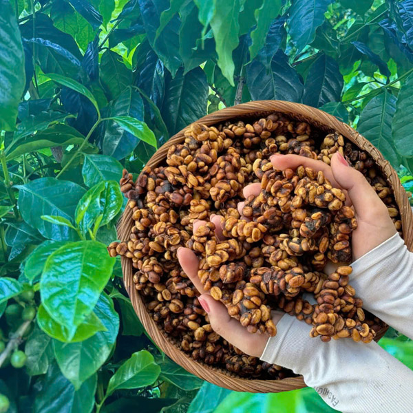 Cà phê Hoàng Hiệp