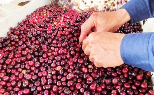 Cà phê pha máy Kopi Luwak Coffee