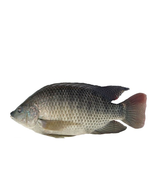 Cá rô phi