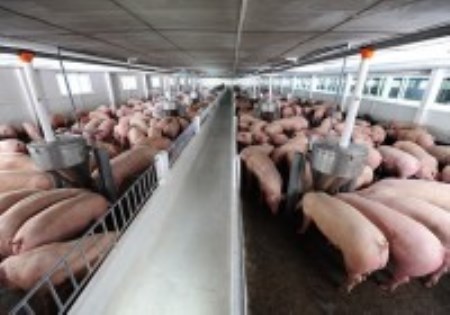 Hệ thống xử lí nước thải chăn nuôi