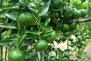 Cam bố hạ