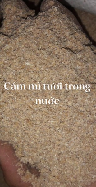 Cám mì tươi nội địa