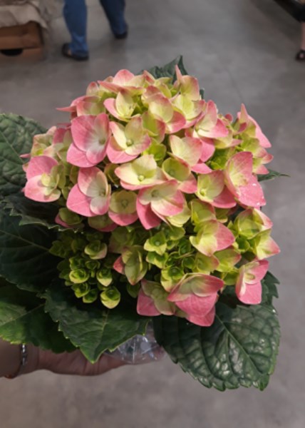 Hoa cẩm tú cầu