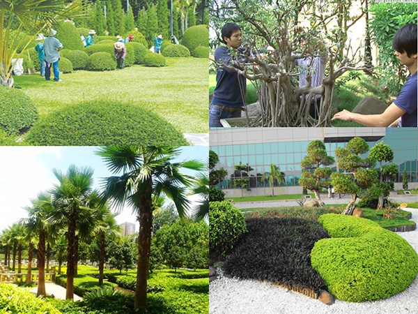 Cắt tỉa cây bóng mát